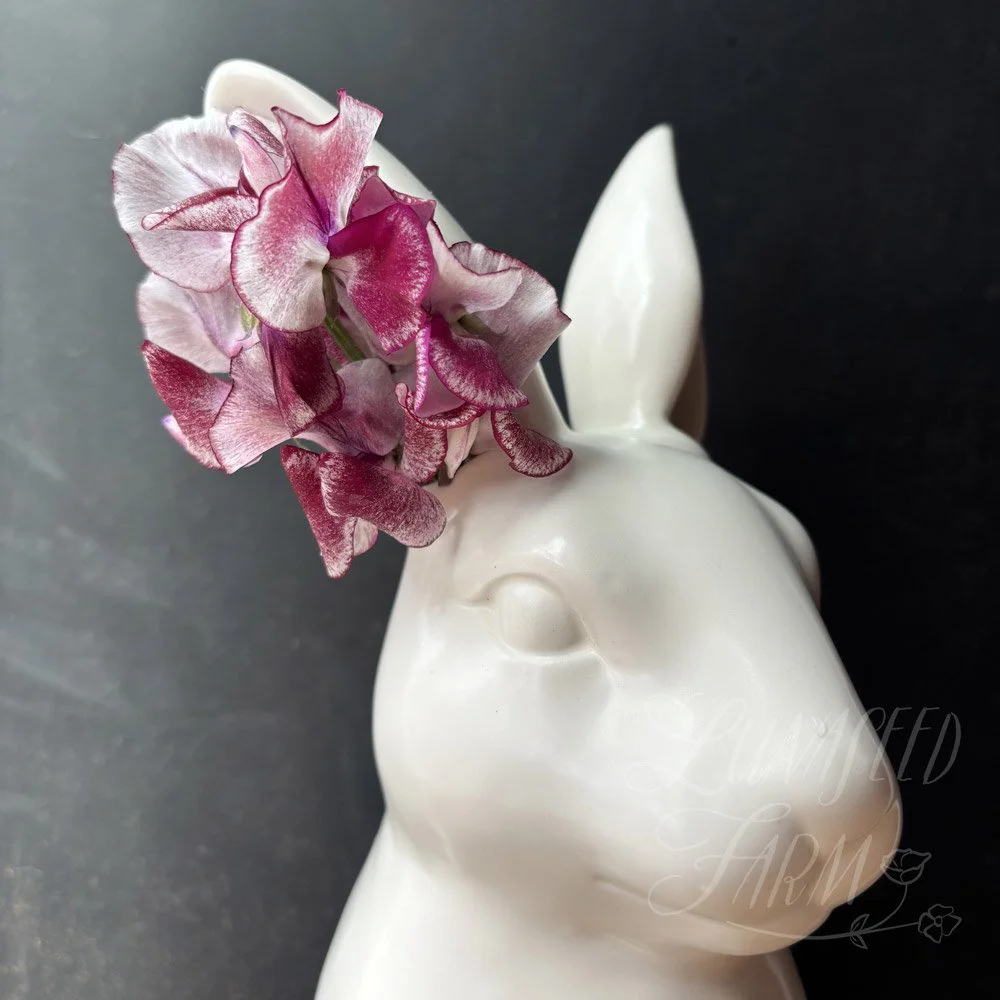 Aurora Borealis Sweet Pea