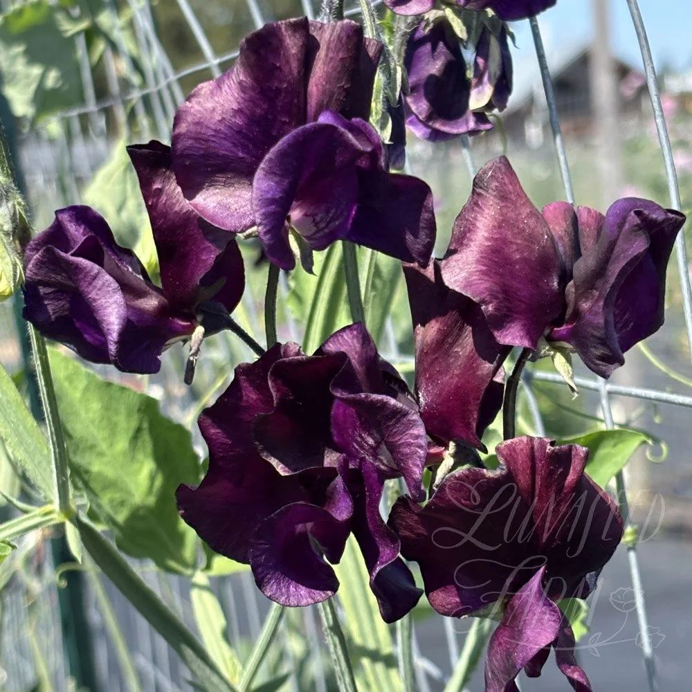 Blackberry Way Sweet Pea