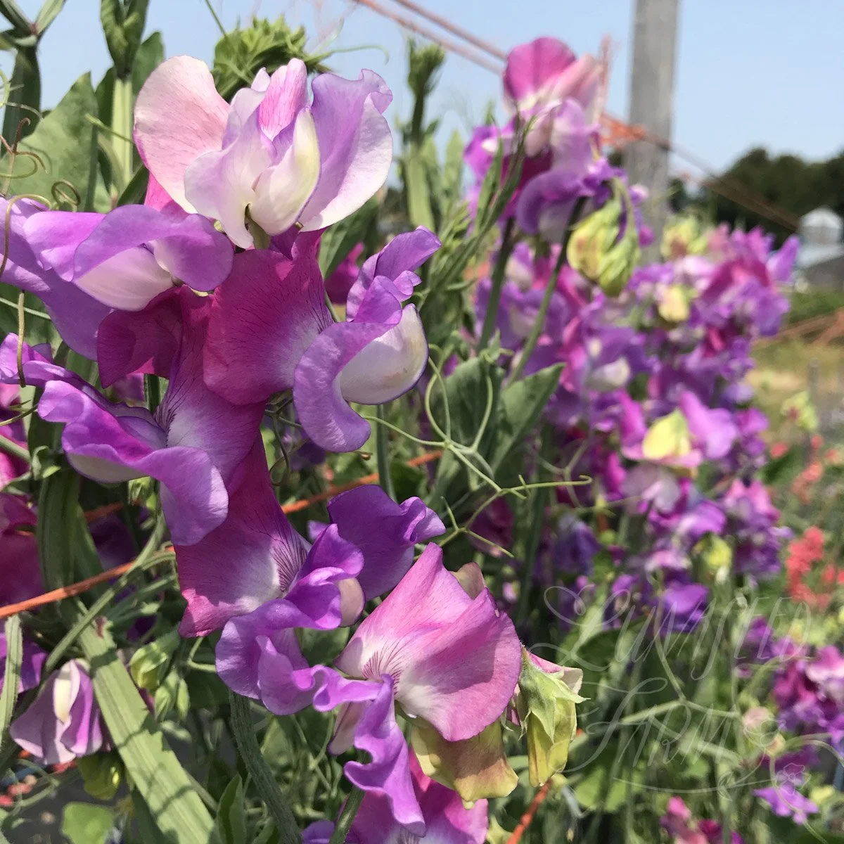 LSF_EllaMountbatten_sweetpea-02.jpg