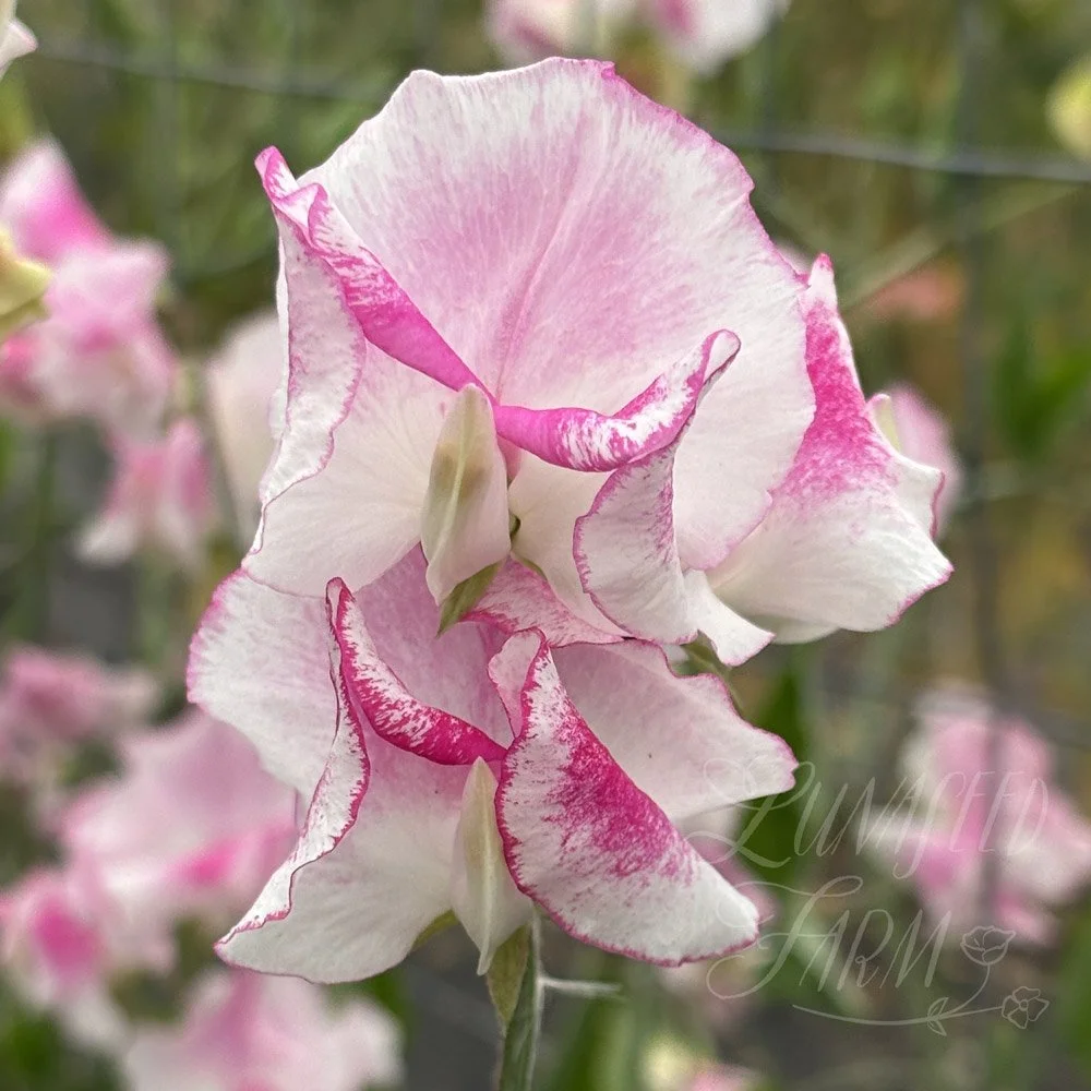 Sweet Pea Karen Michelle 