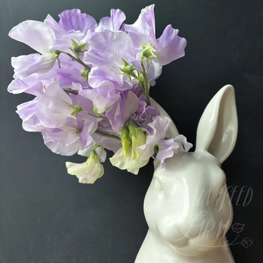Sweet Pea Piccolo
