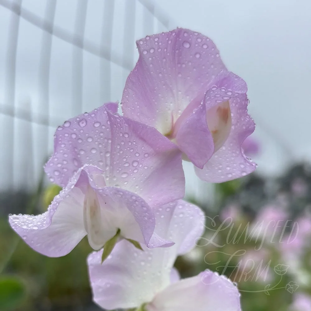 Solstice Opal Sweet Pea