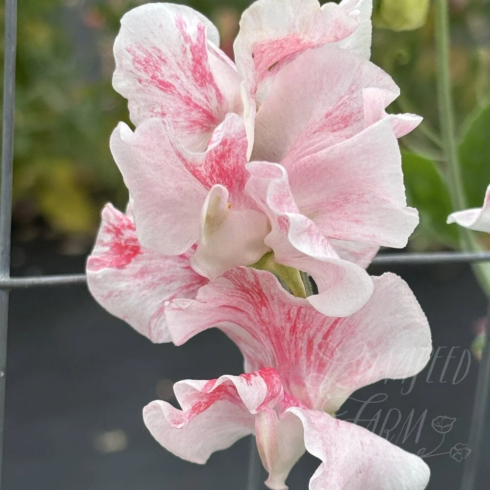 Sweet Pea Pearl Anniversary
