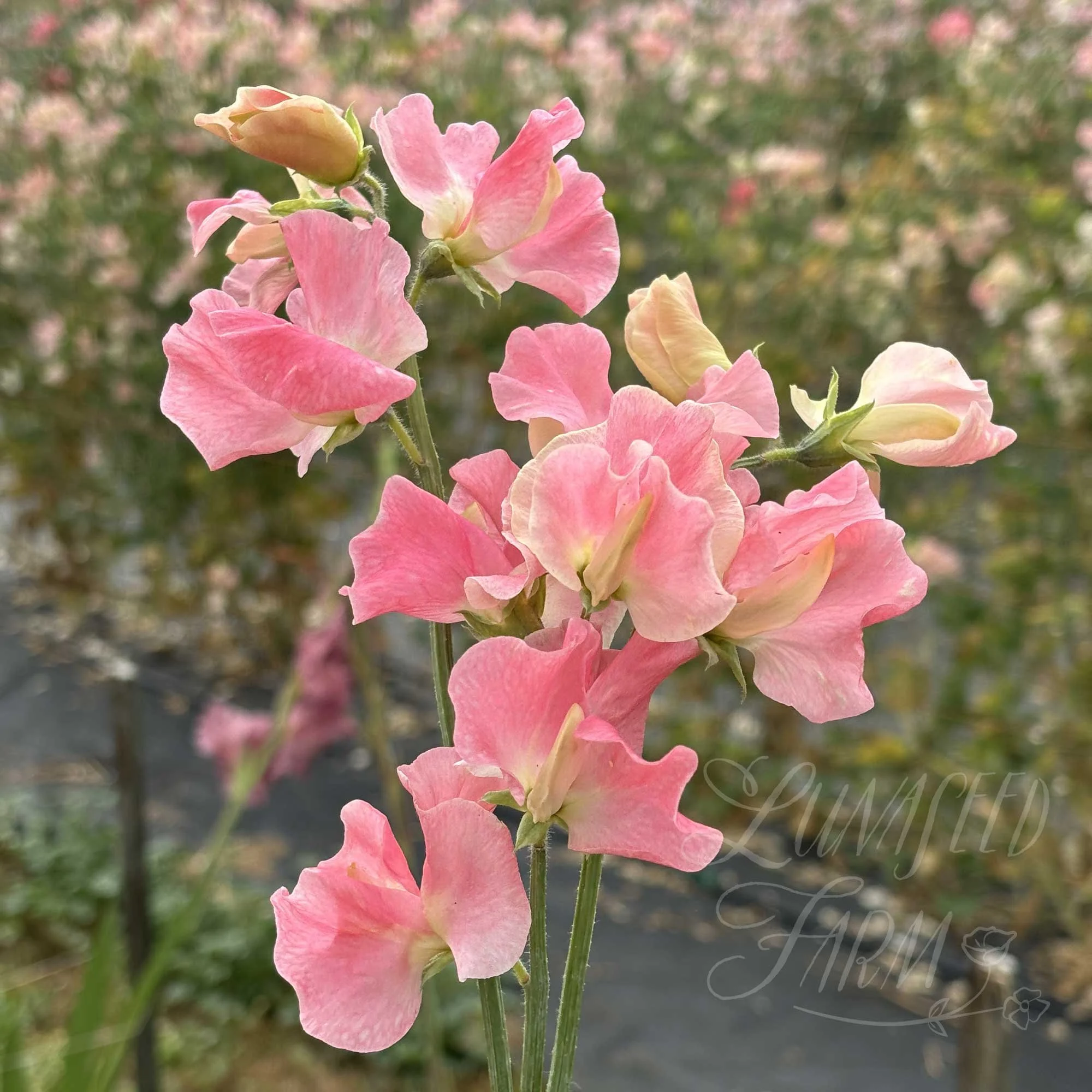 LSF_Alan-Titchmarsh_04_SPea.jpg