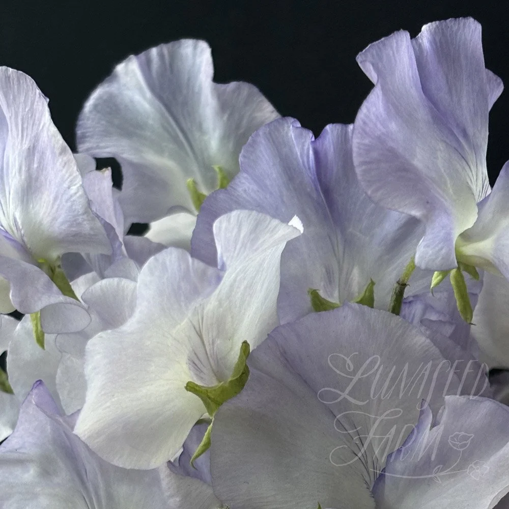 Jack Eveleigh Sweet Pea