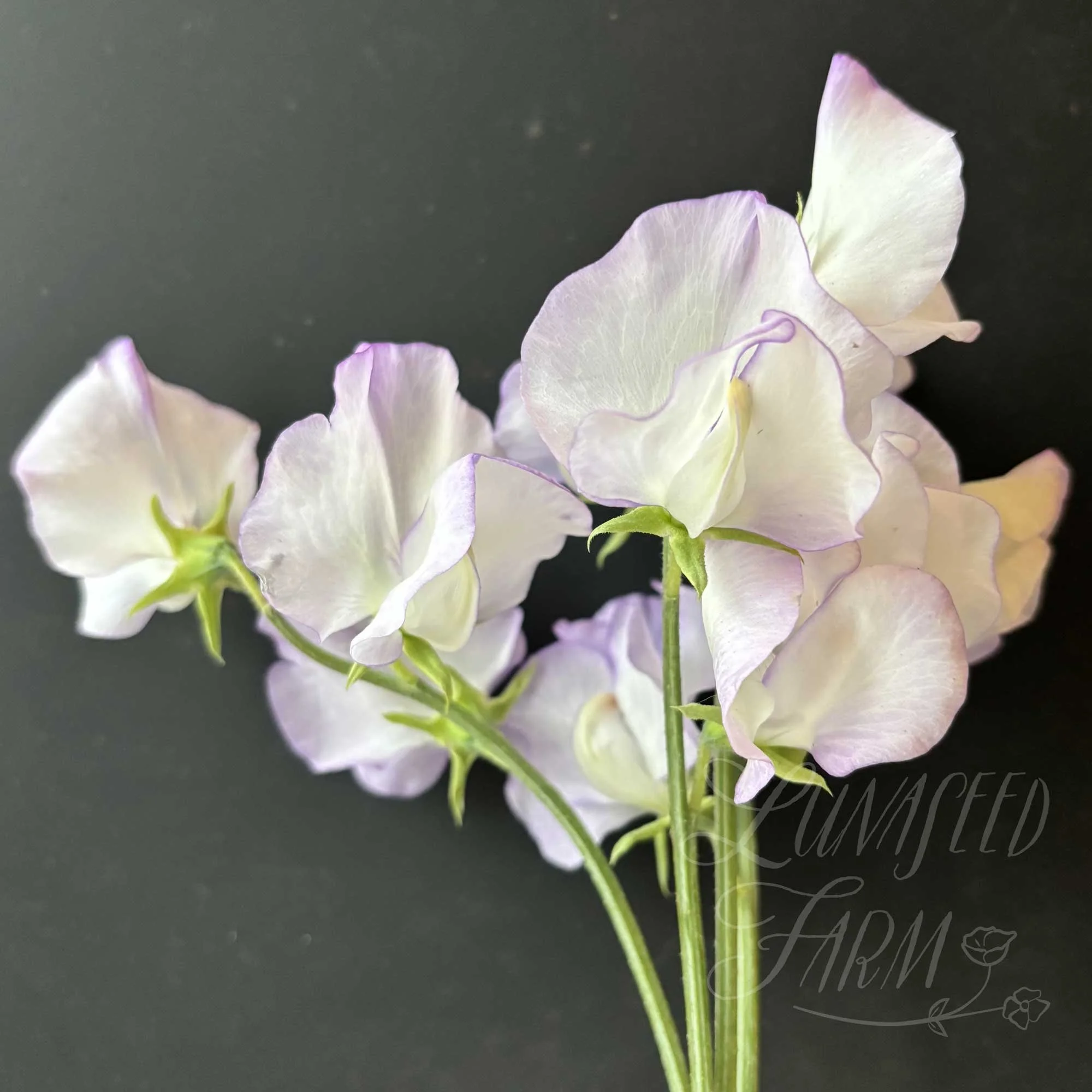 Albutt Blue Sweet Pea