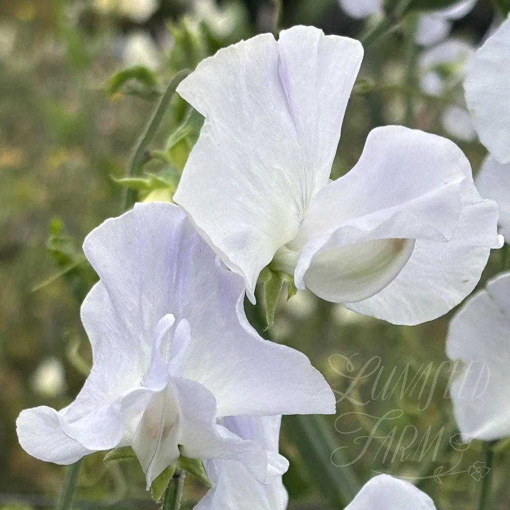Beverly Ann Sweet Pea