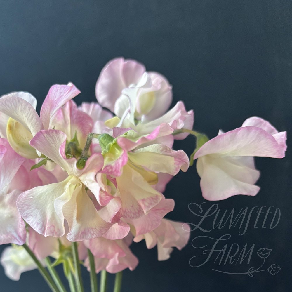 Sweet Pea Elizabeth Shorthouse