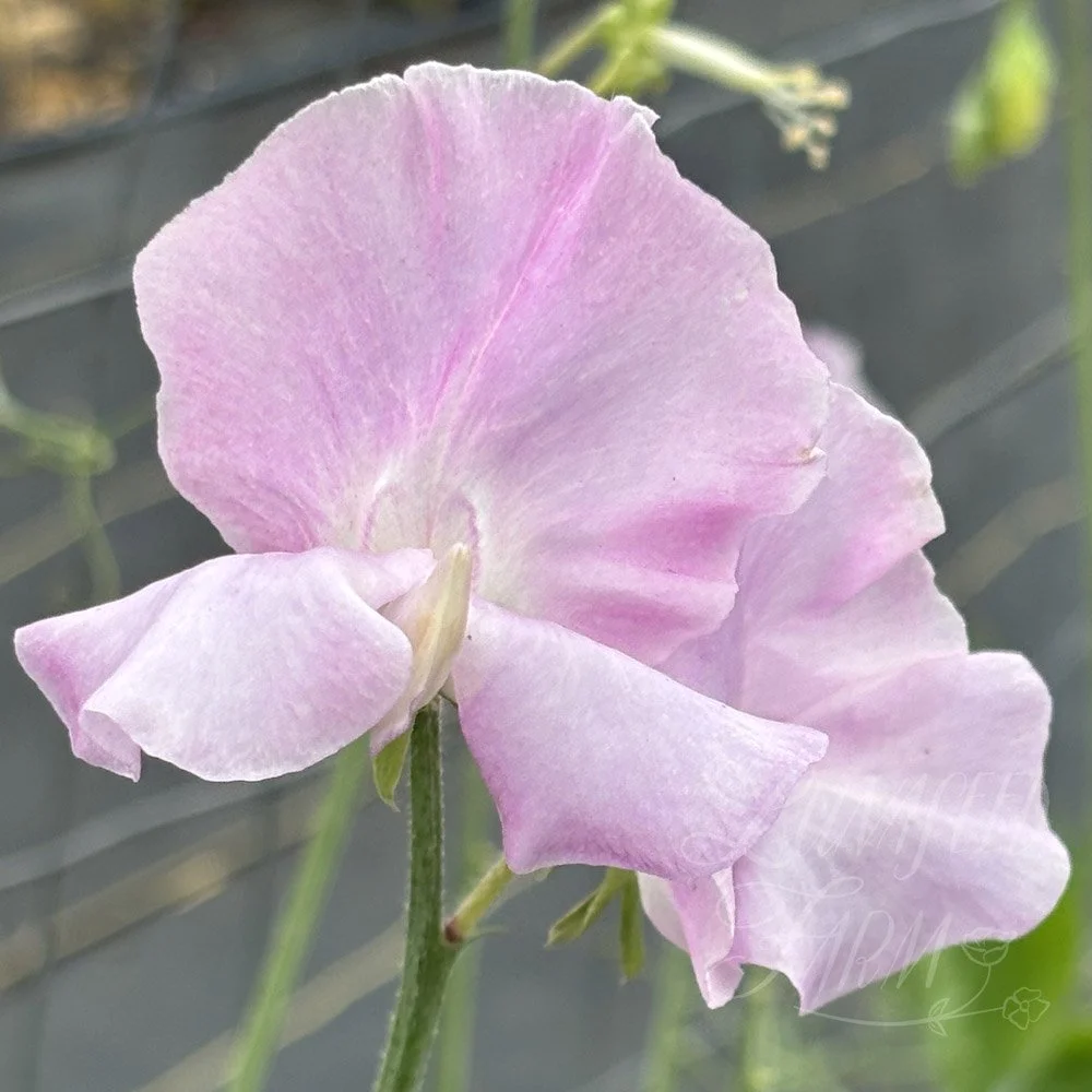 Mr R Chisholm Sweet Pea