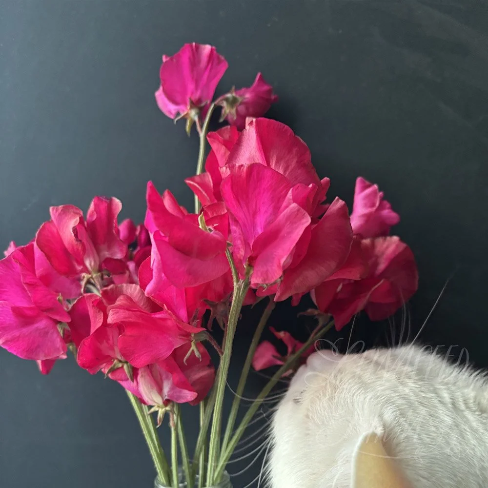 Sweet Pea Judith Wilkinson