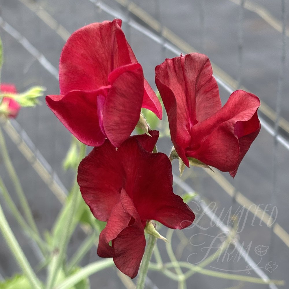 Rosemary Padley Sweet Pea Seeds
