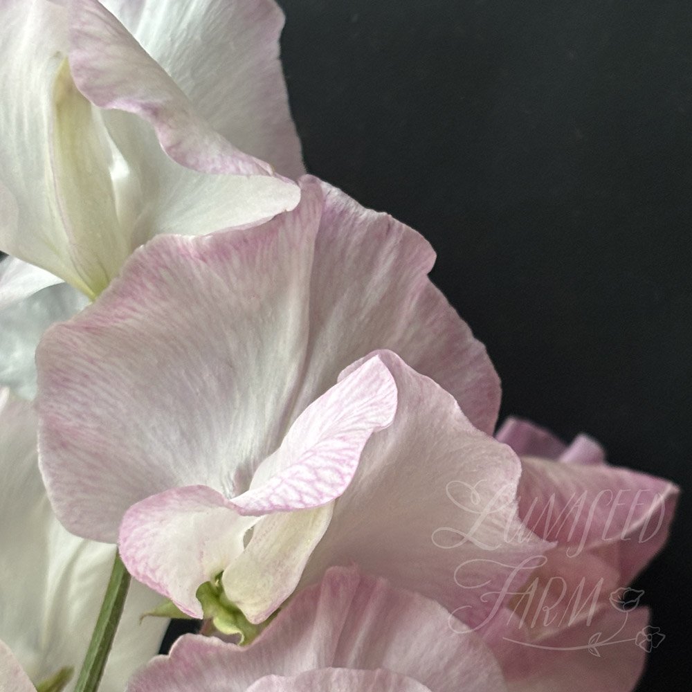 Jacqueline Heather Sweet Pea