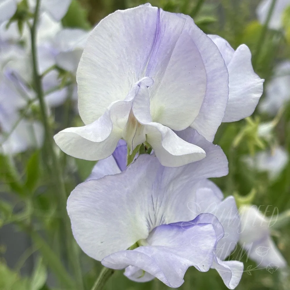 Sweet Pea Jack Eveleigh