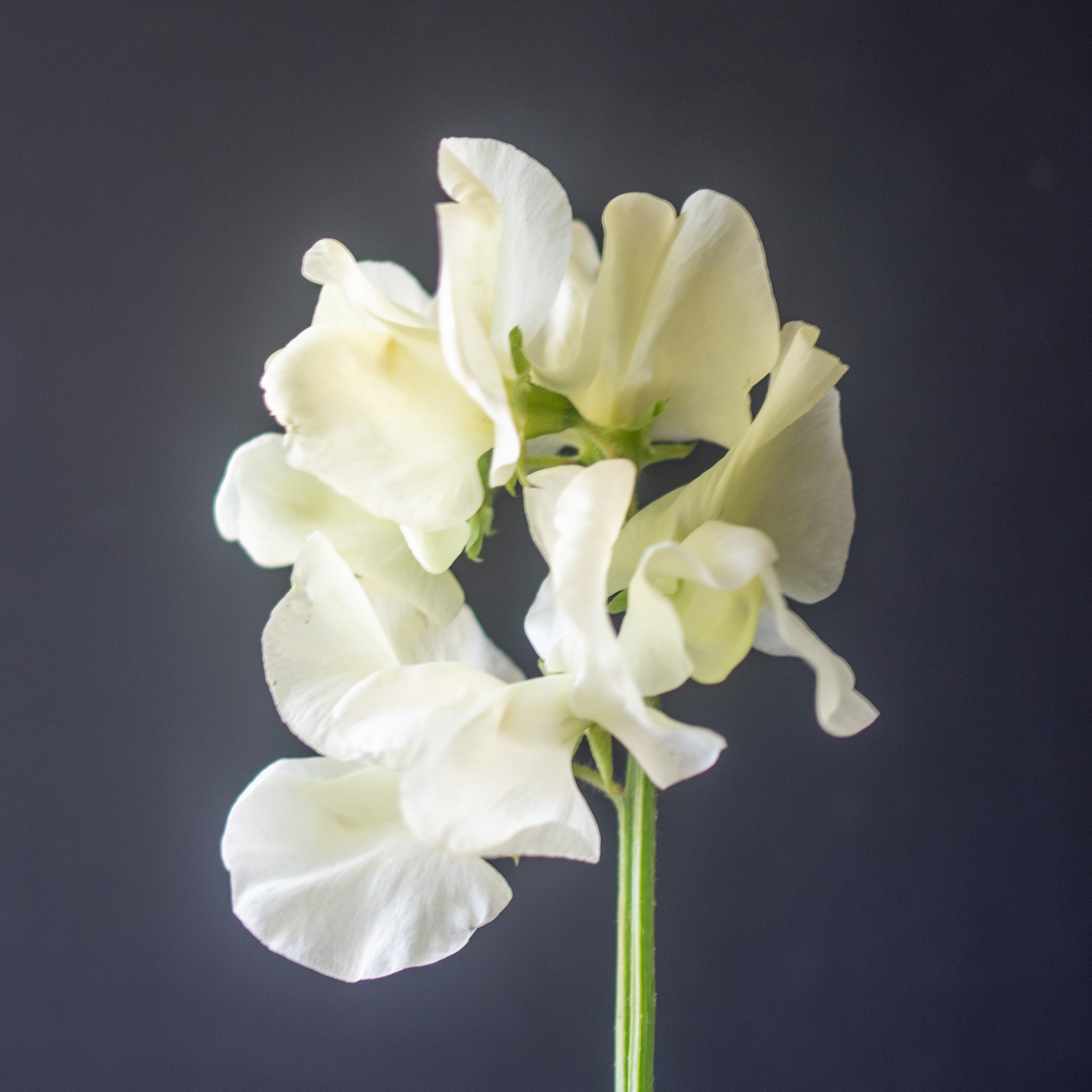 Cathy Sweet Pea