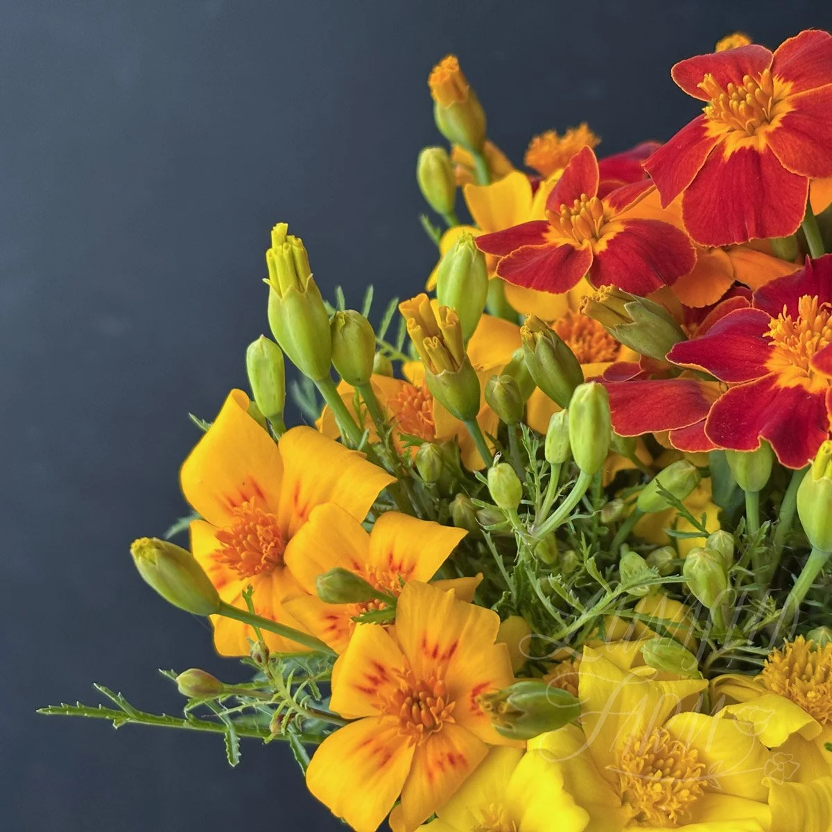 Marigold Signet Starfire flower seeds