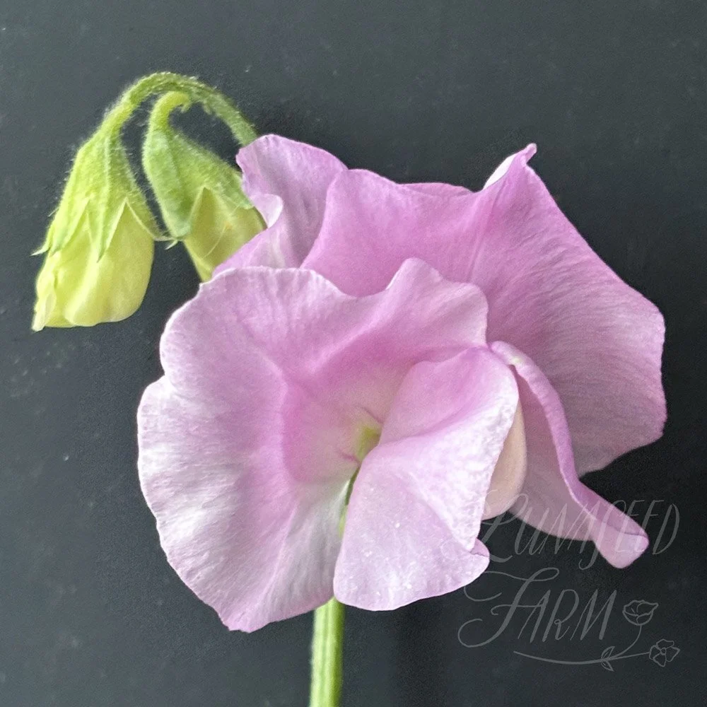 Winter Sunshine Opal Sweet Pea