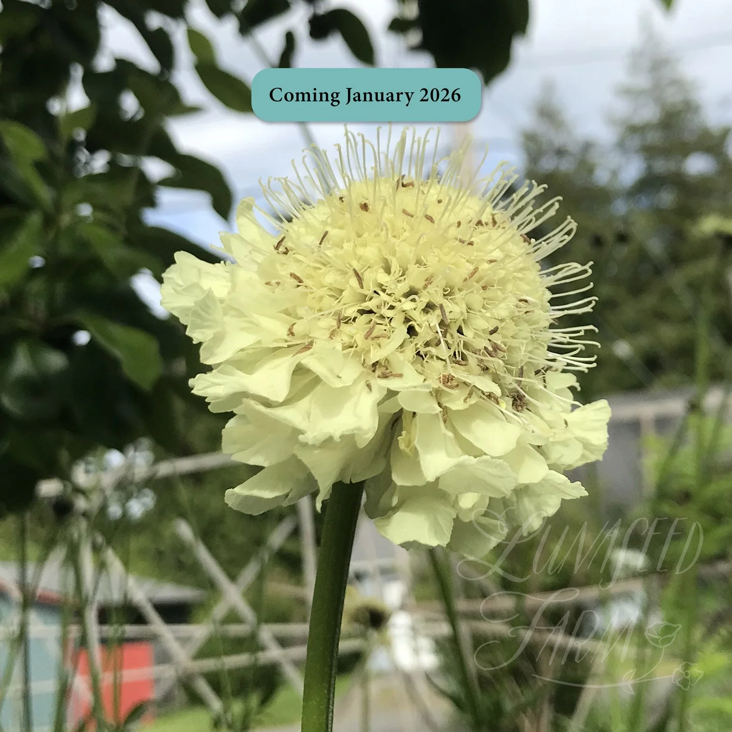 LSF_Scabiosa-gigantea_JAN.jpg