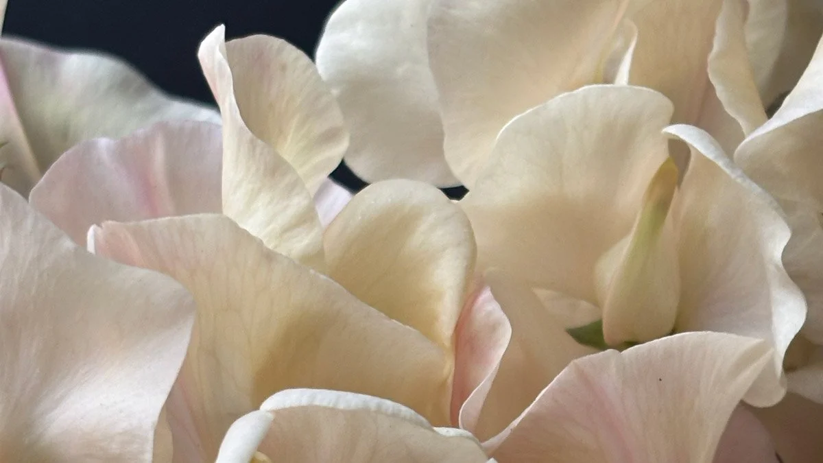 Juliet Sweet Pea