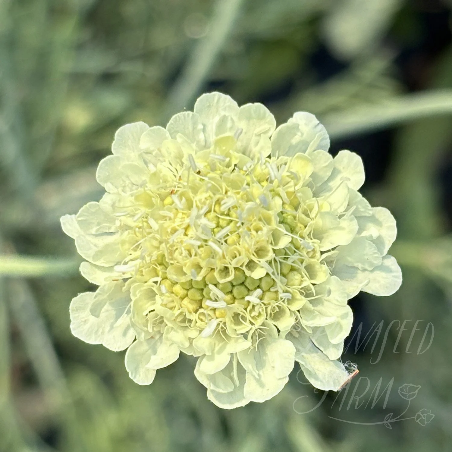 Scabiosa ochroleuca pincushion seeds