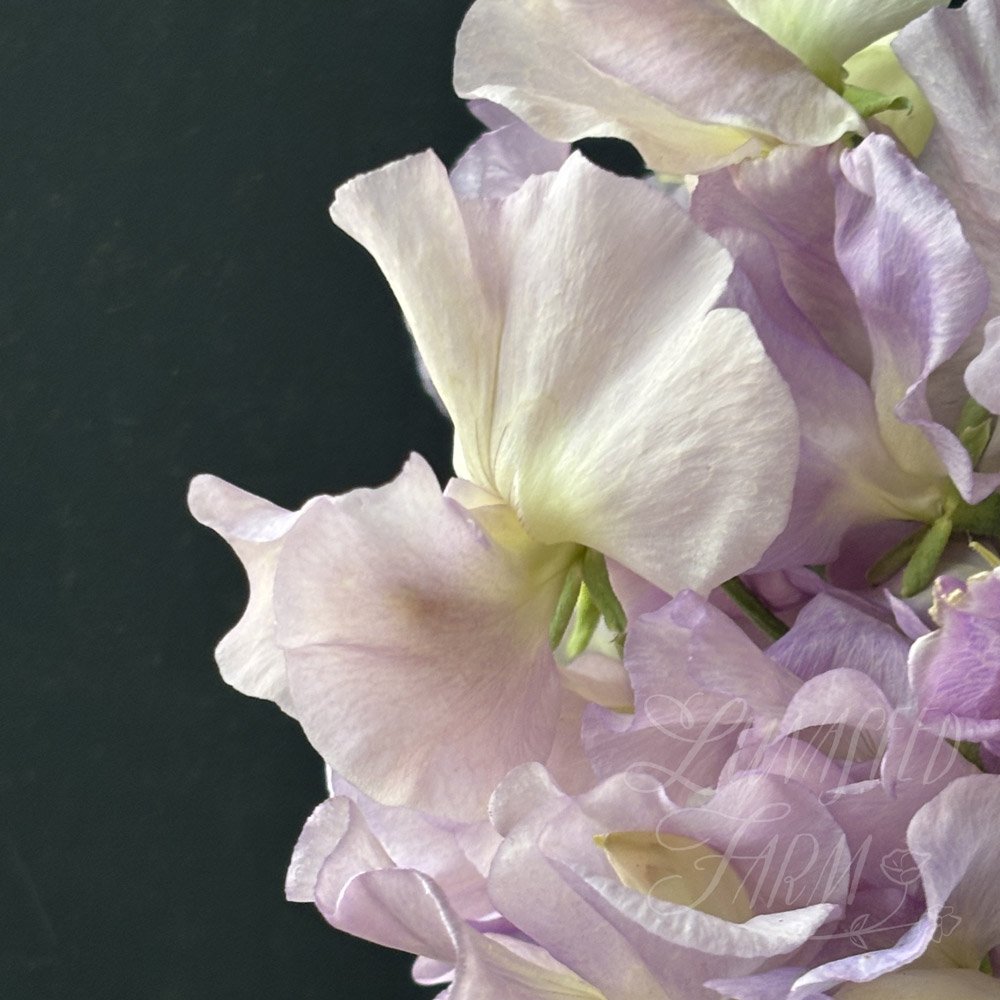 Gerry Cullinan Sweet Pea