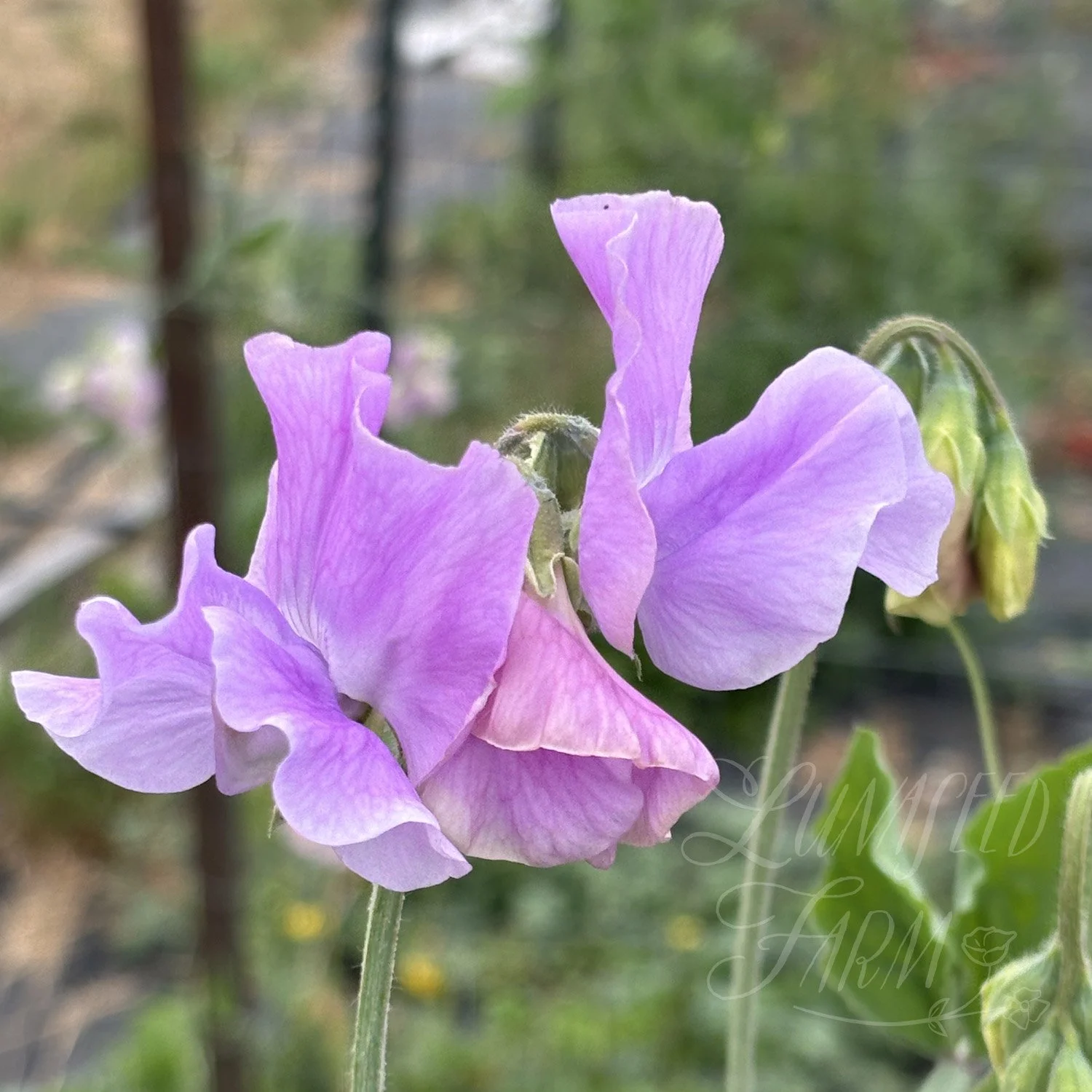 Lady Penny Sweet Pea Seeds