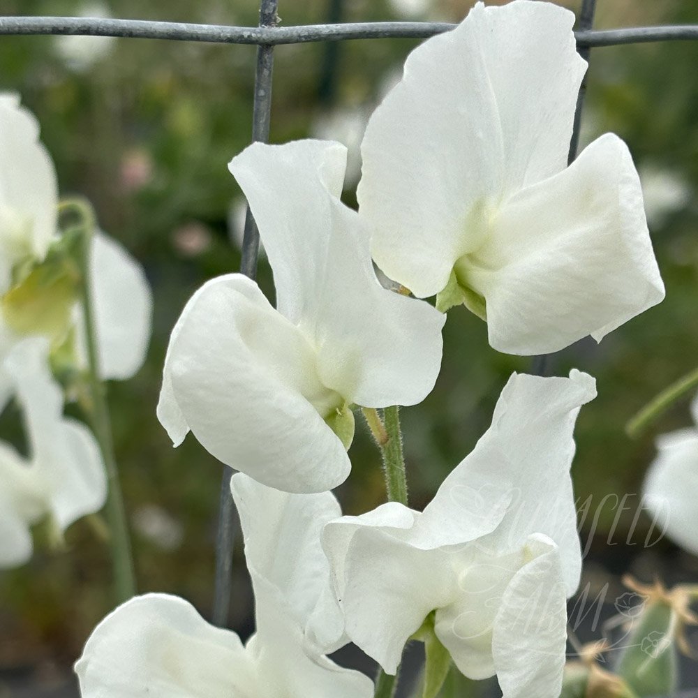 Polar Star Sweet Pea