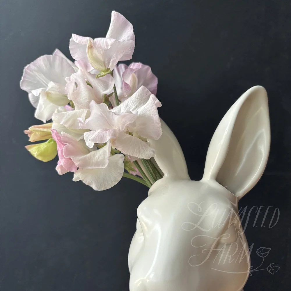 Sweet Pea Jacqueline Heather