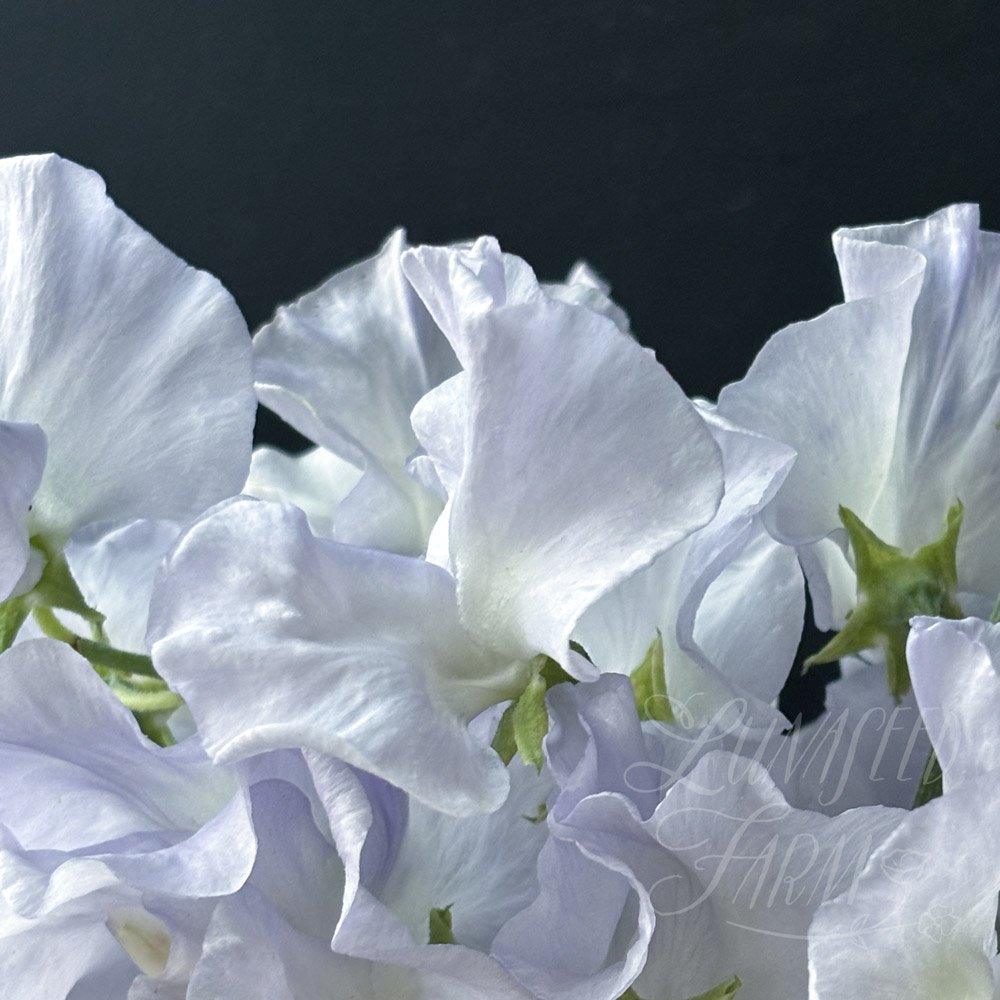 Beverly Ann Sweet Pea