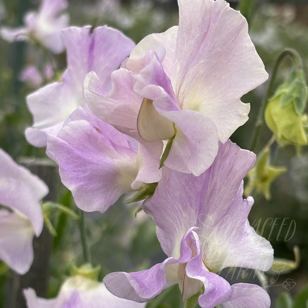 Sweet Pea Gerry Cullinan