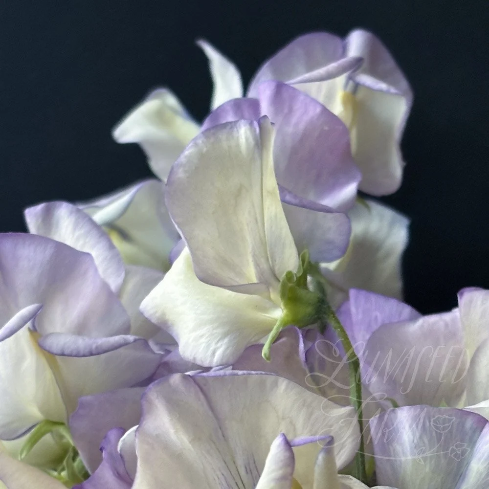 Cream Eggs Sweet Pea