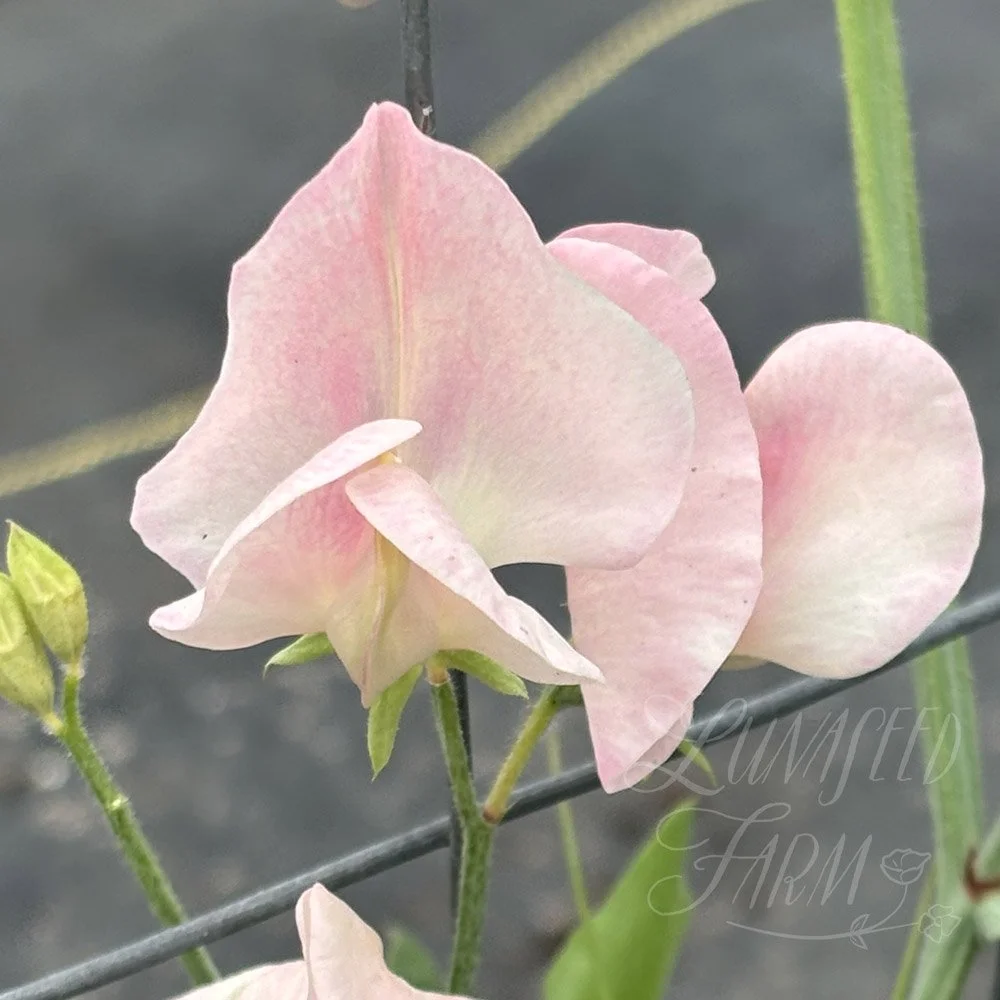 Spring Sunshine Peach Sweet Pea Seeds