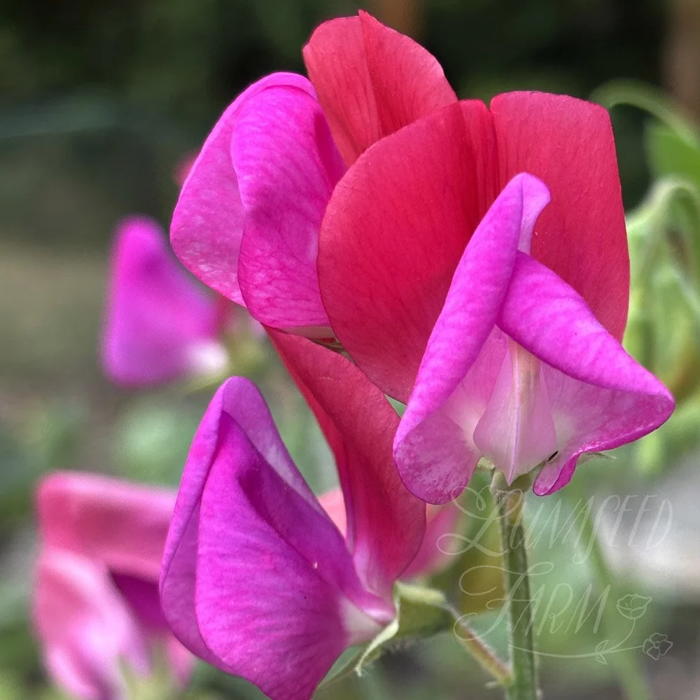 Solway Serenade Sweet Pea
