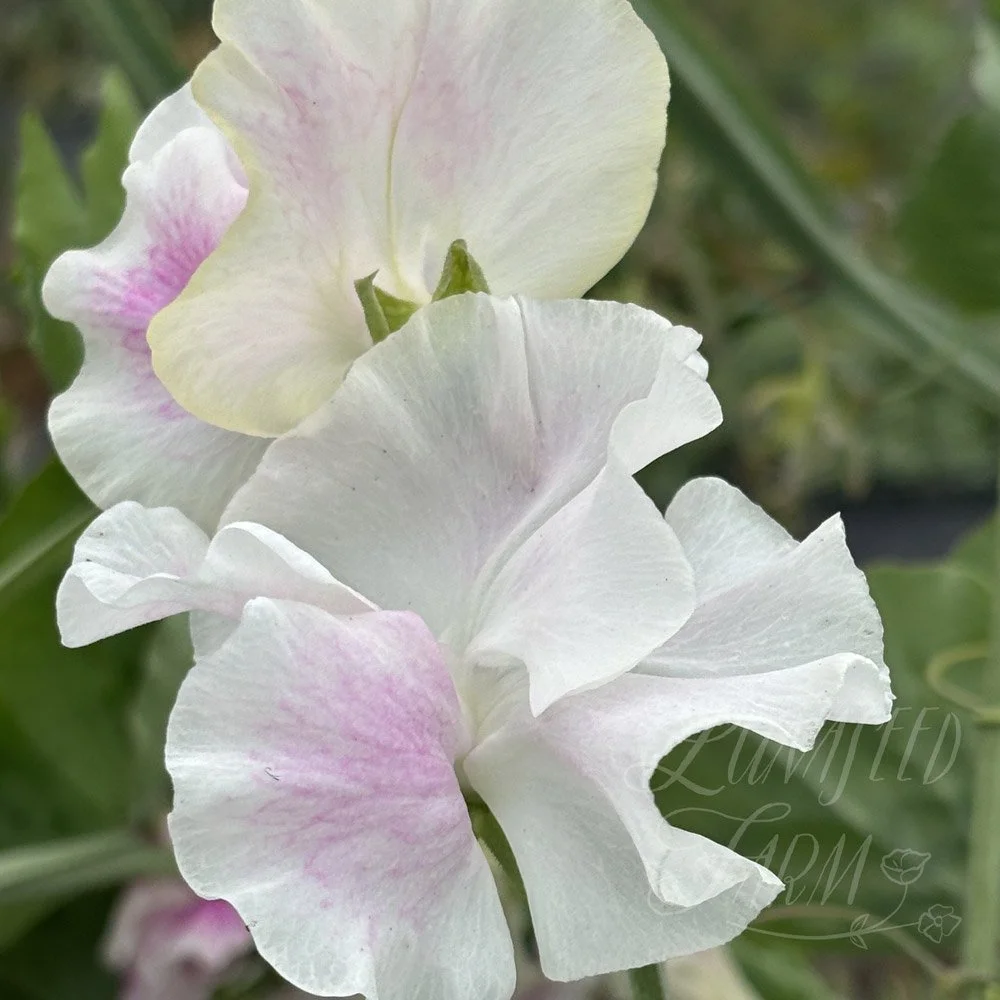 Sweet Pea Margaret Hughson
