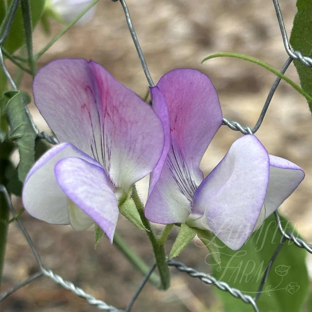 Teresa Maureen Sweet Pea 