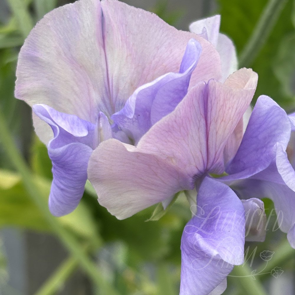 Sweet Pea Glynne Collins