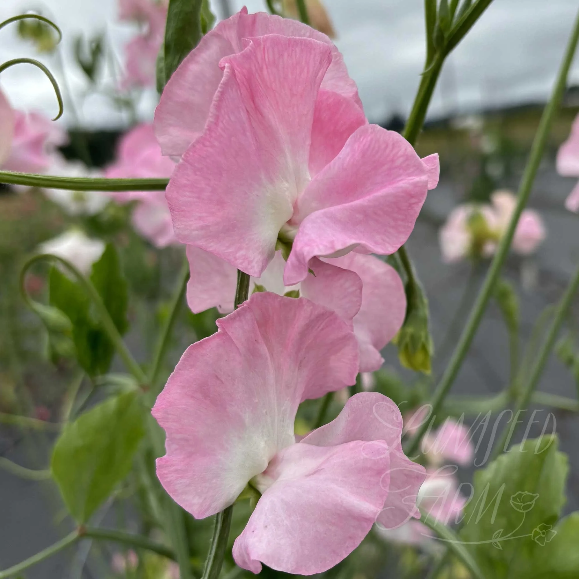 LSF_Pink-Panther_03_SPea.jpg