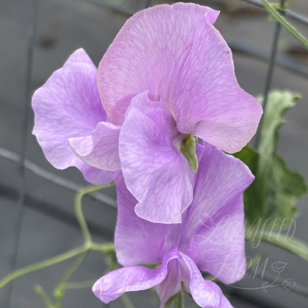 Daphne Sweet Pea