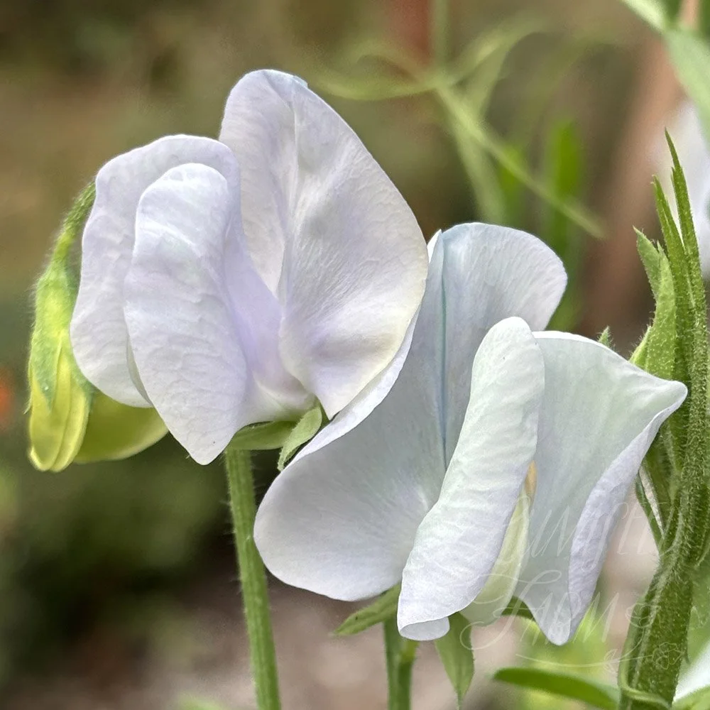 Sweet Pea Lunar Blue