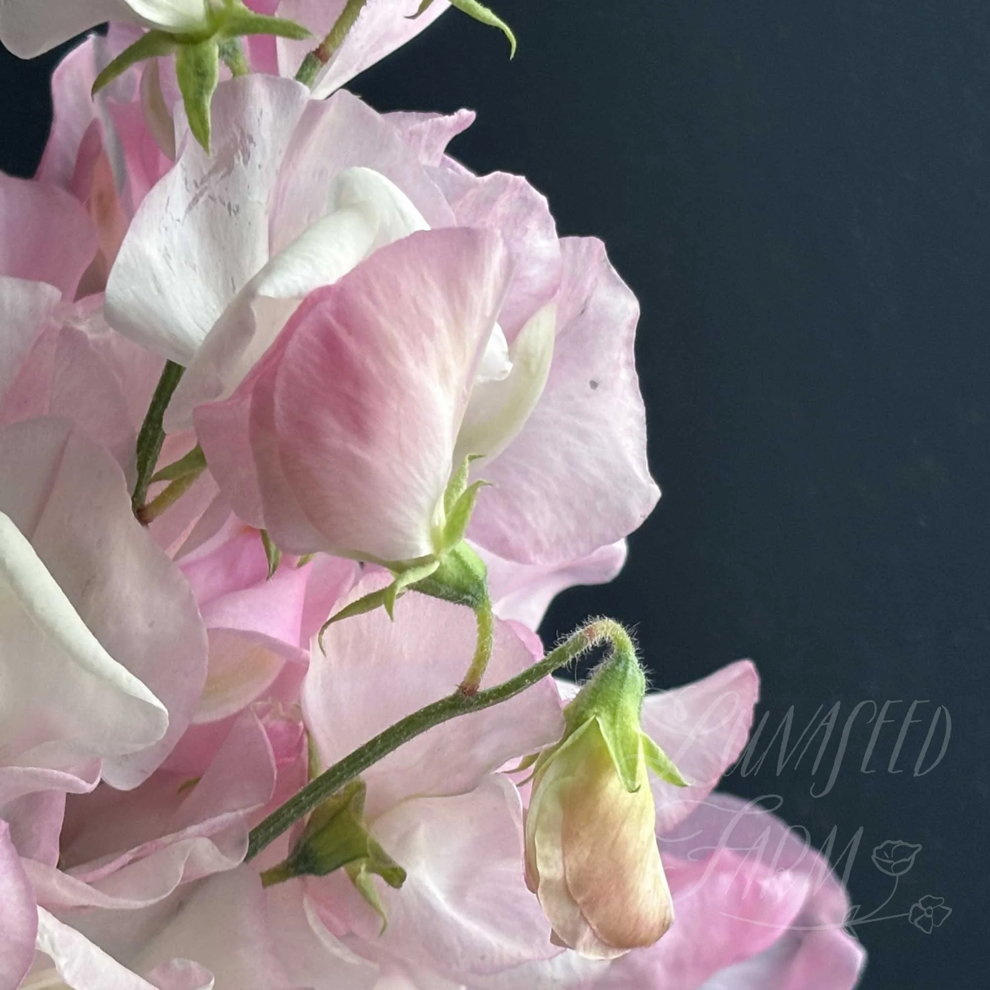 Angel Kiss Sweet Pea
