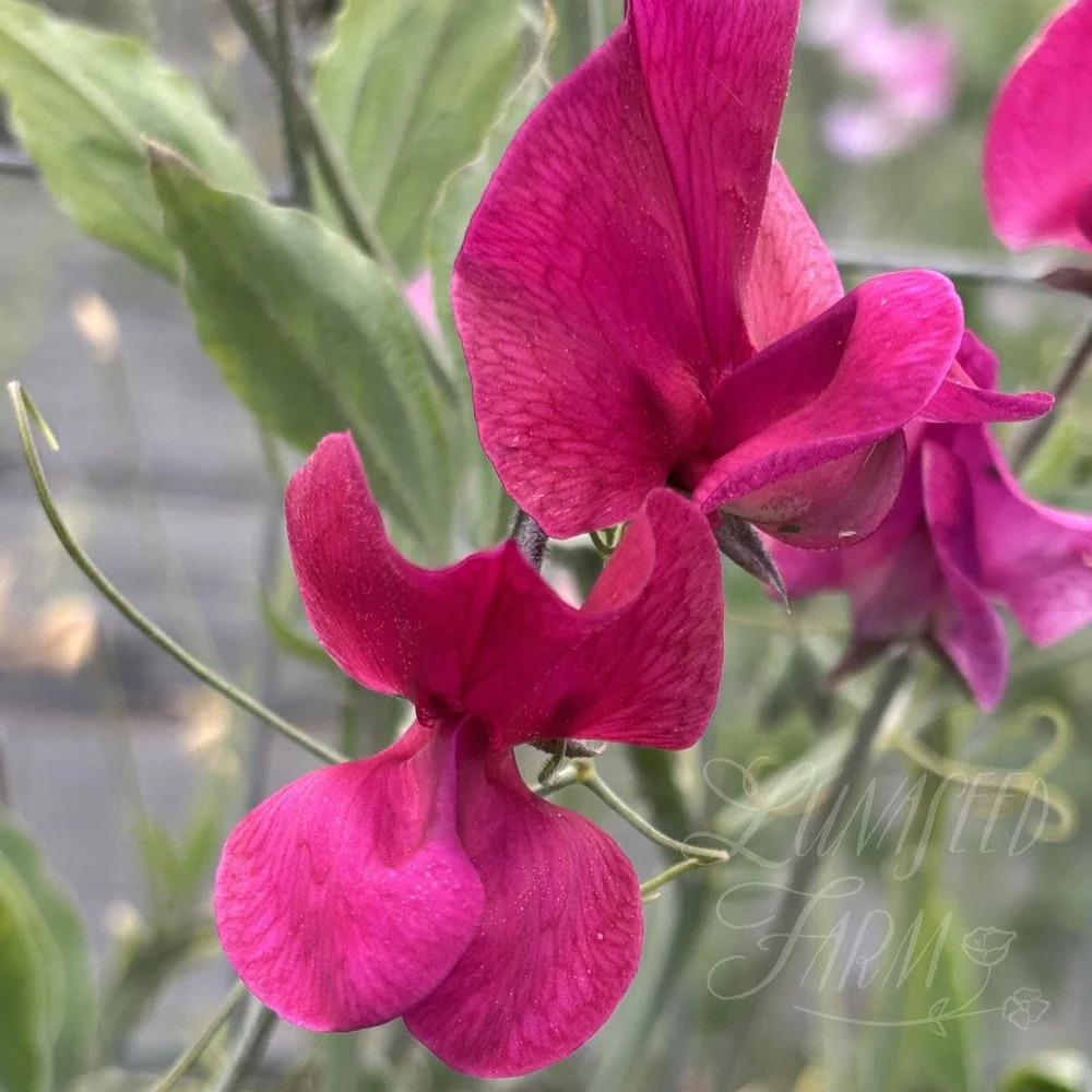 Ruby's Gown Sweet Pea