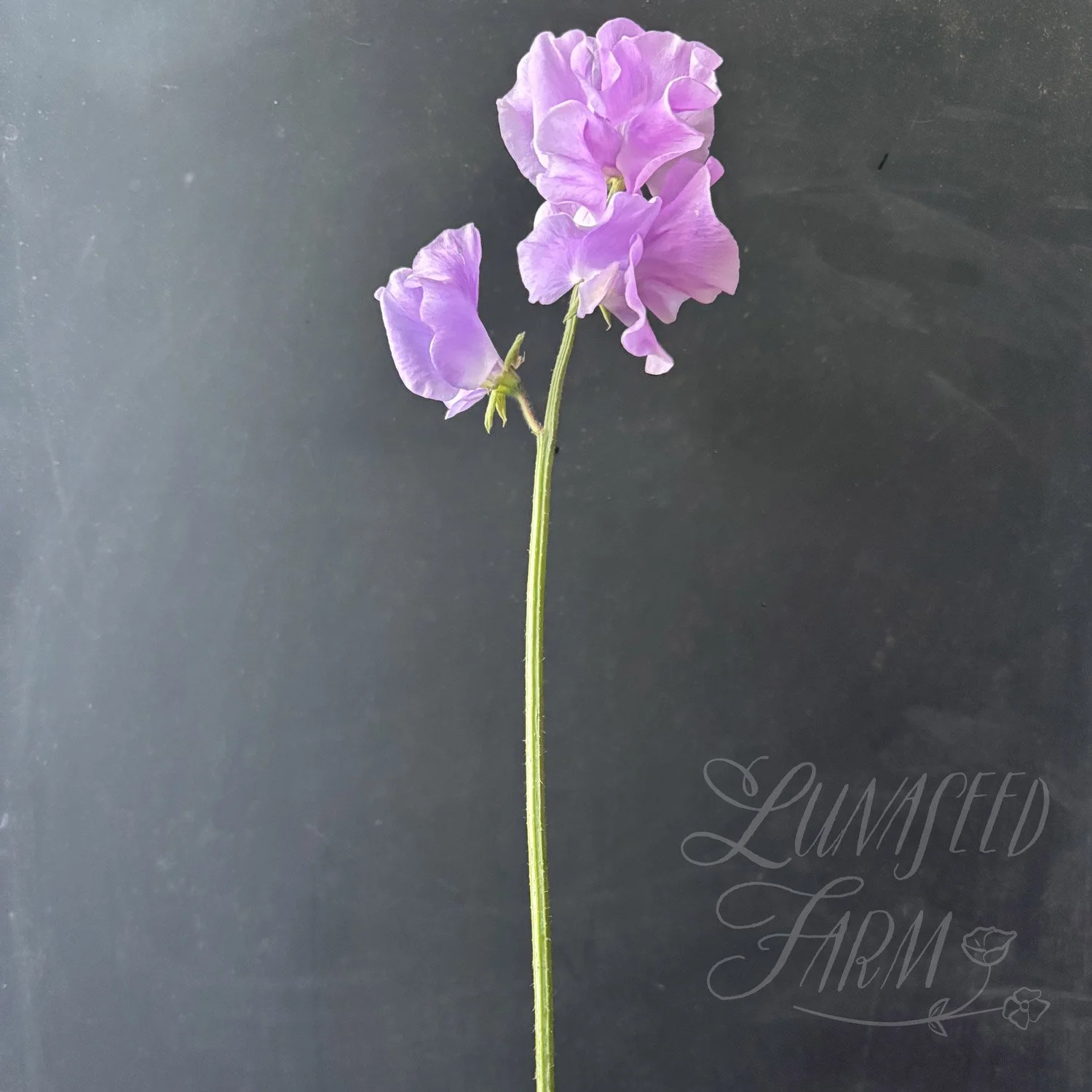 Lady Penny Sweet Pea Seeds