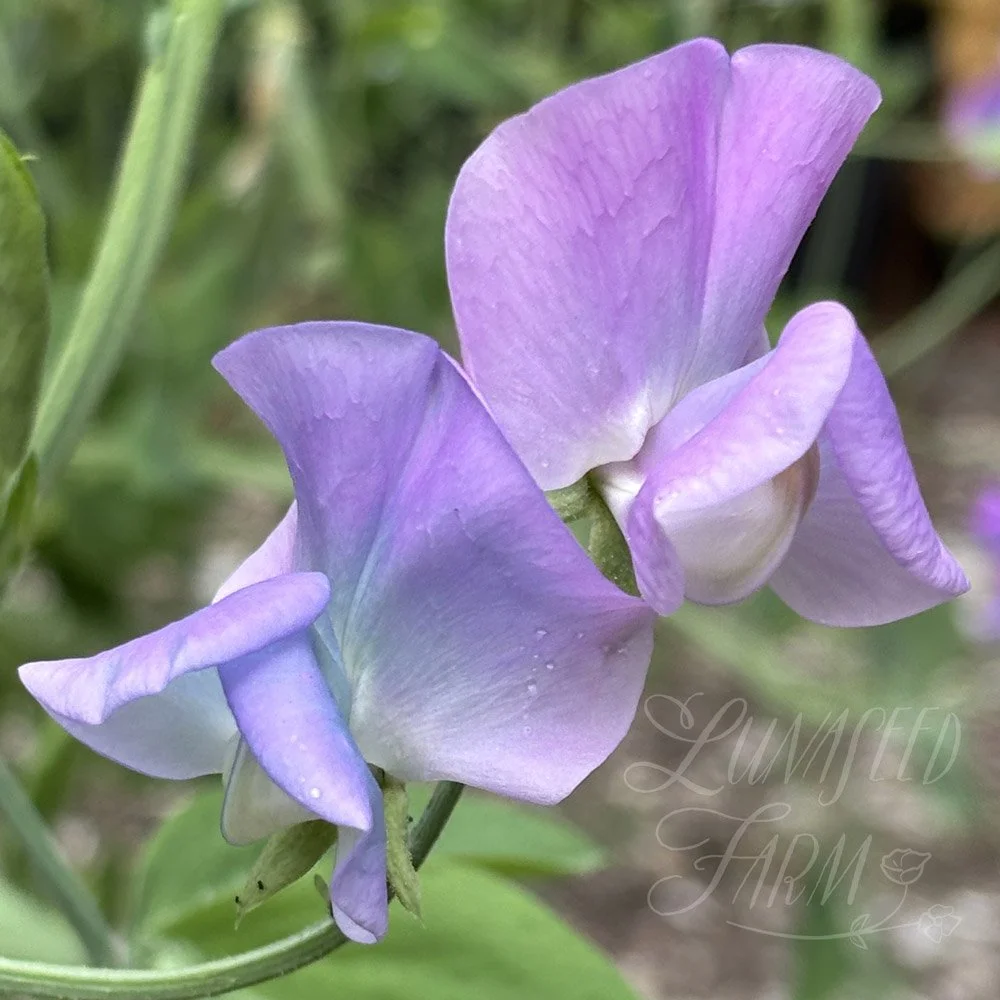 Turquoise Lagoon Sweet Pea Seeds