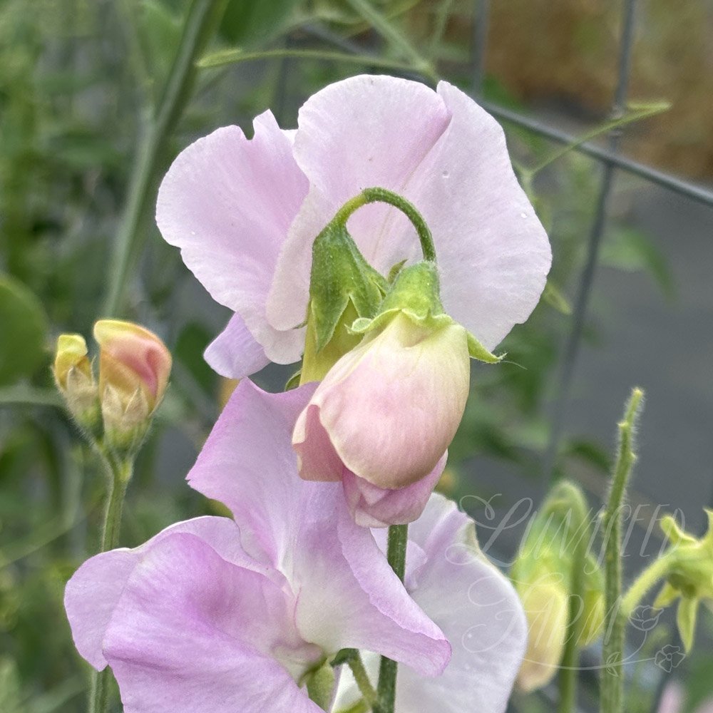 Solstice Opal Sweet Pea