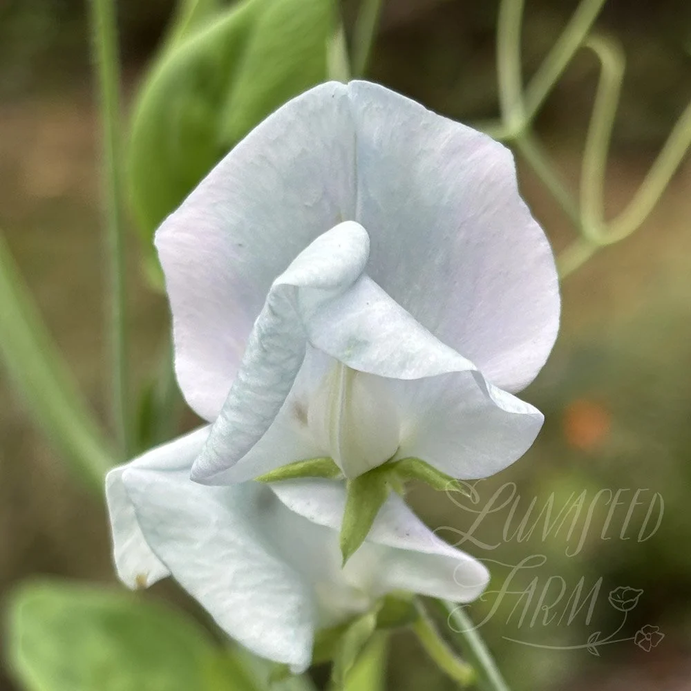 Sweet Pea Lunar Blue