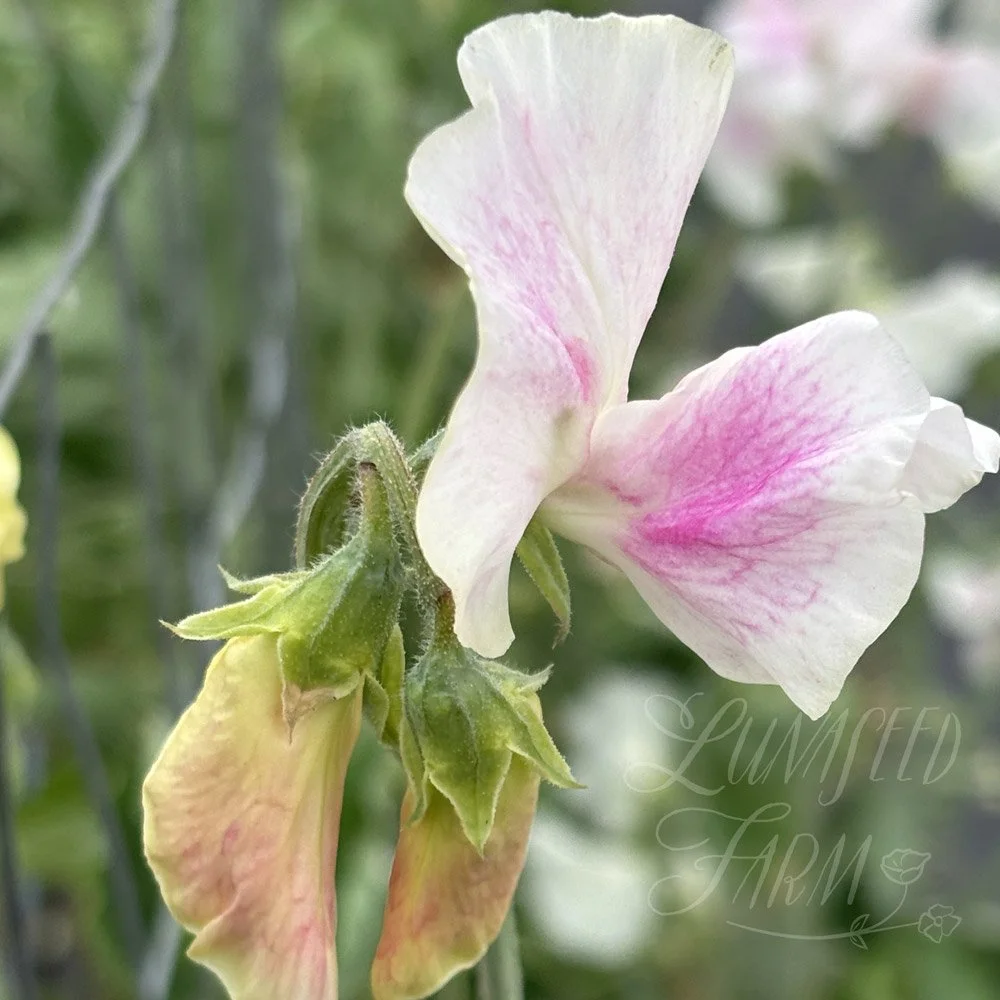 Sweet Pea Margaret Hughson