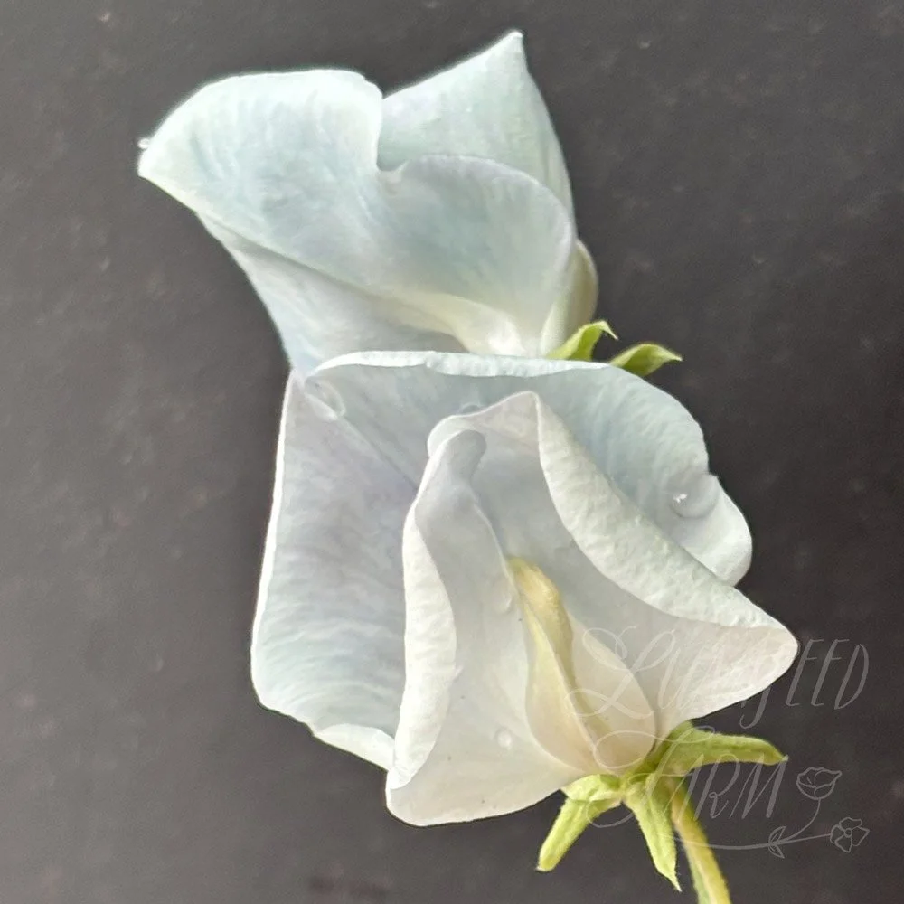 Sweet Pea Lunar Blue