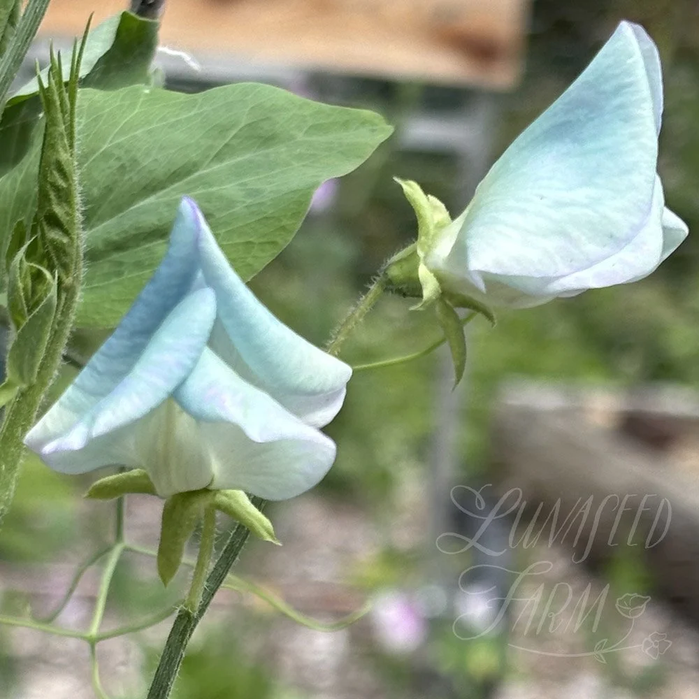 Turquoise Lagoon Sweet Pea