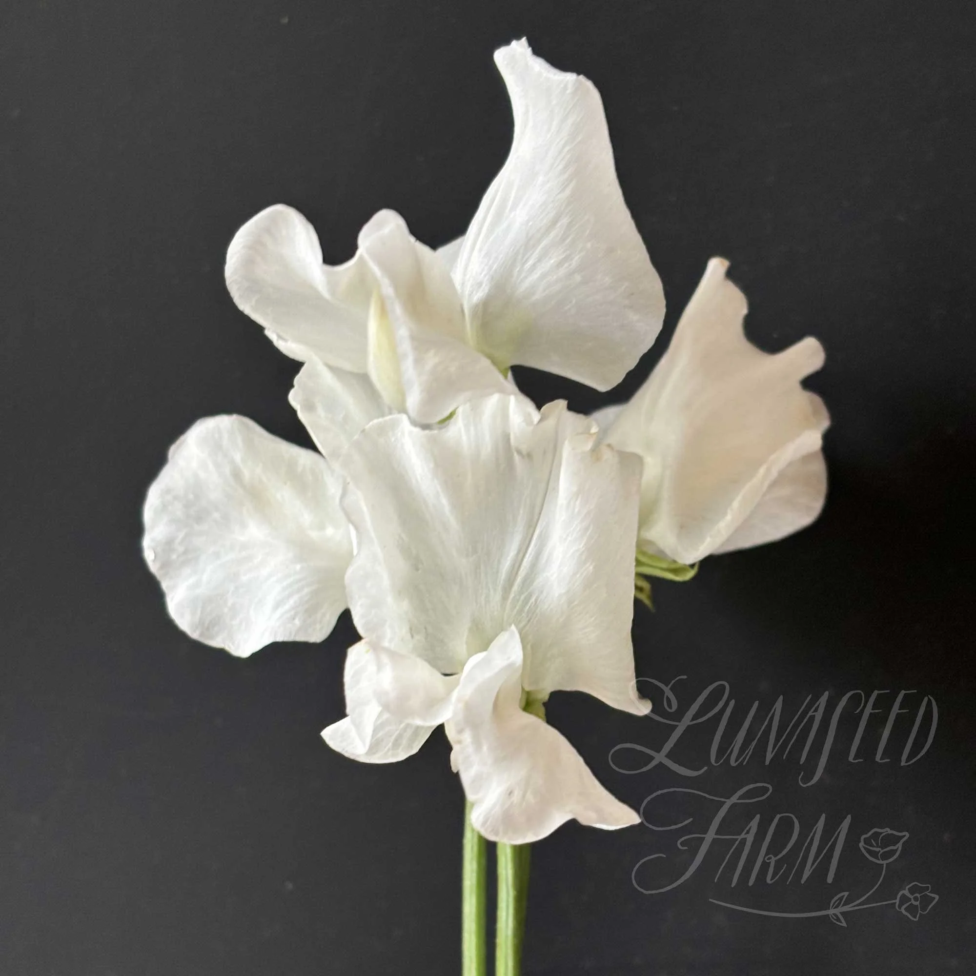 Memorial Flight Sweet Pea