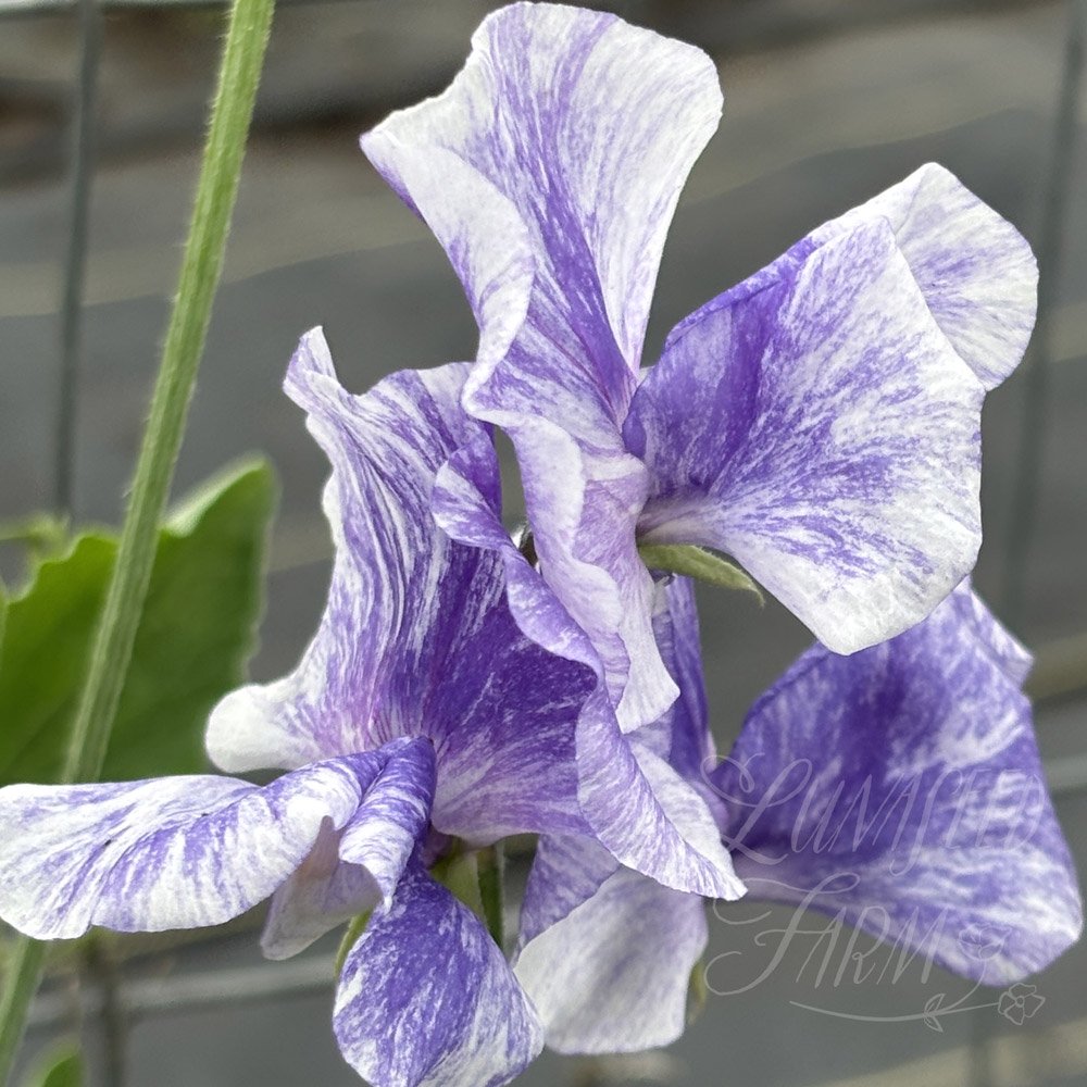 Susan Thomas Sweet Pea 