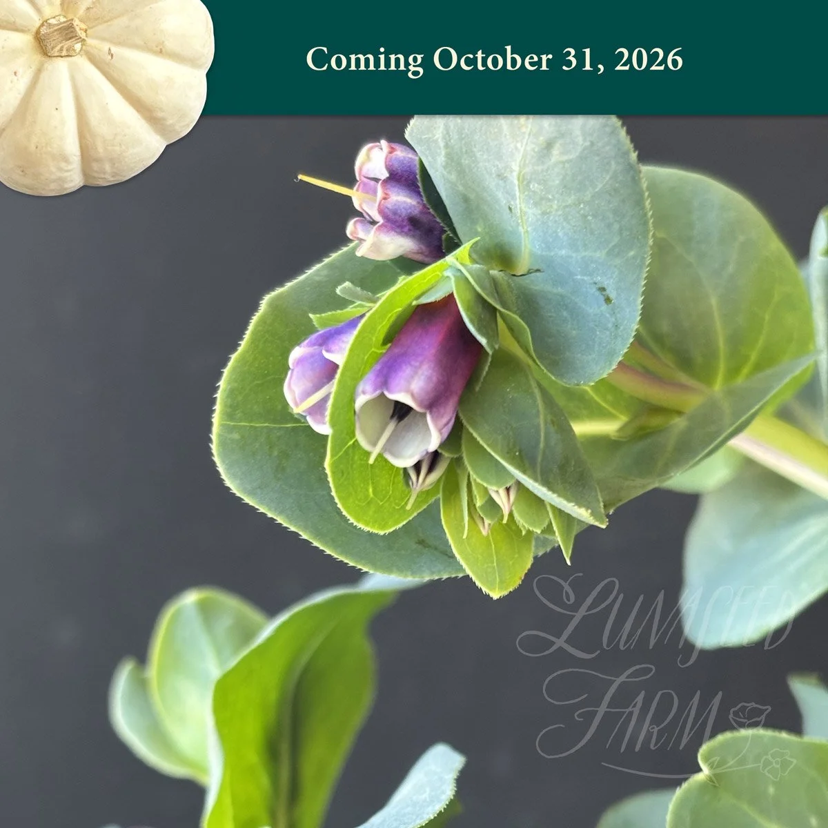 LSF_Honeywort_PoG_Oct26.jpg